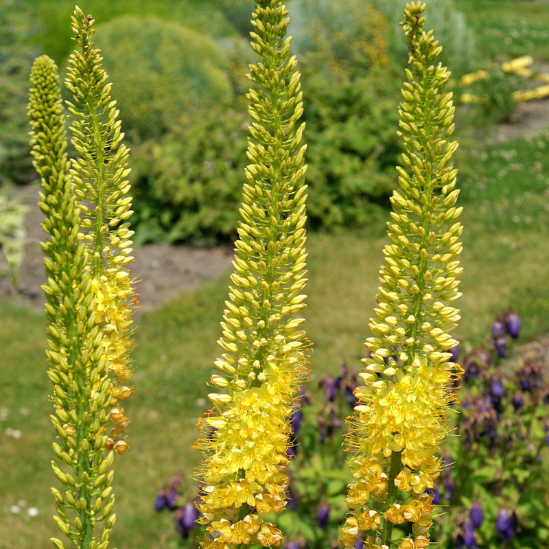 Blooming Yellow Eremurus