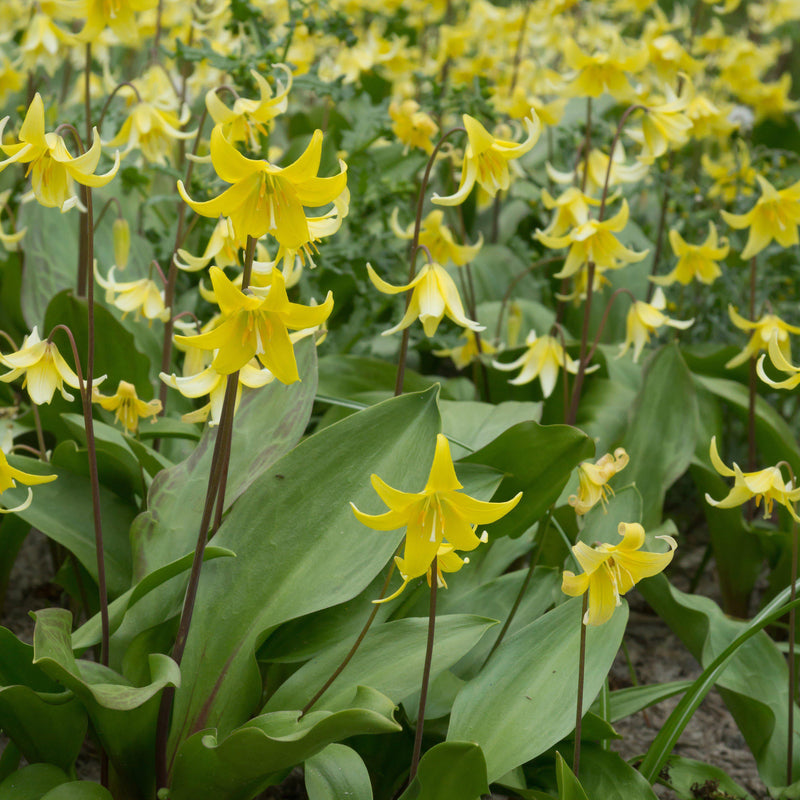 Lovely Yellow Dog Tooth Violet Flowers