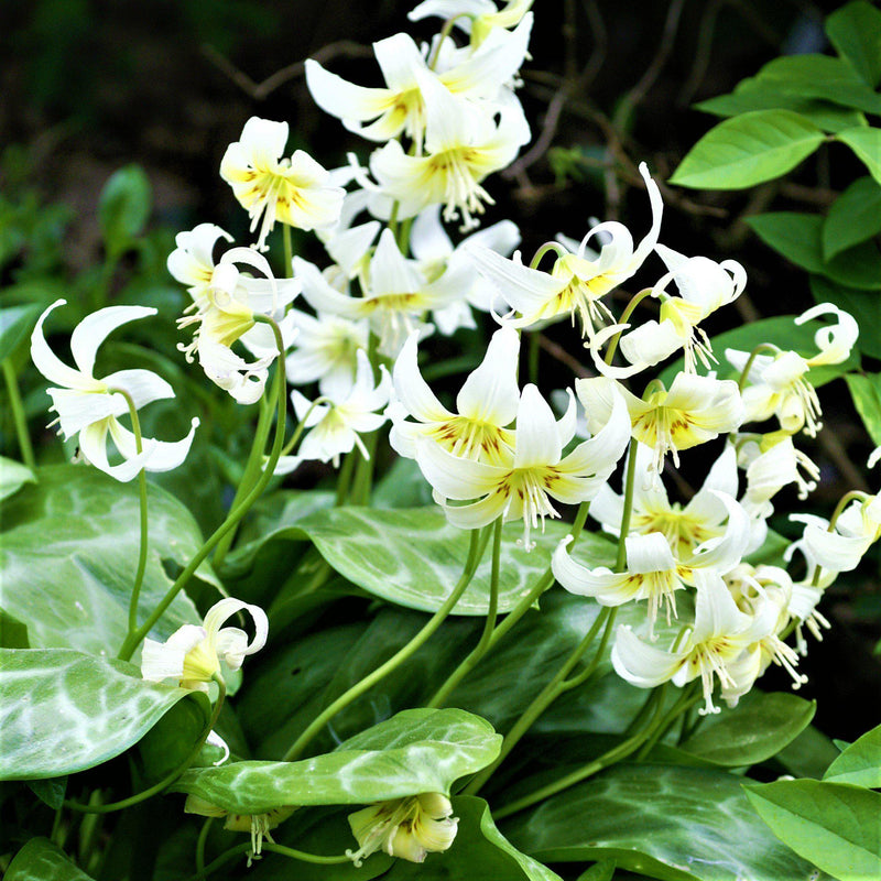 Beautiful White Erythronium Blooms