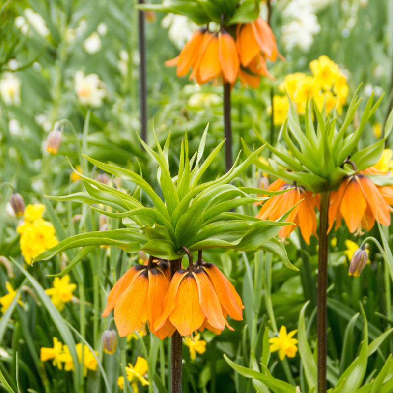 Green-Tufted Crown Imperial Aurora Fritillaria Blooms