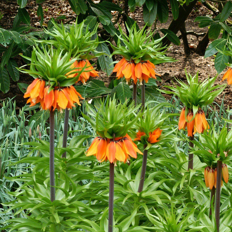 A Plethora of Crown Imperial Aurora Flower Stalks