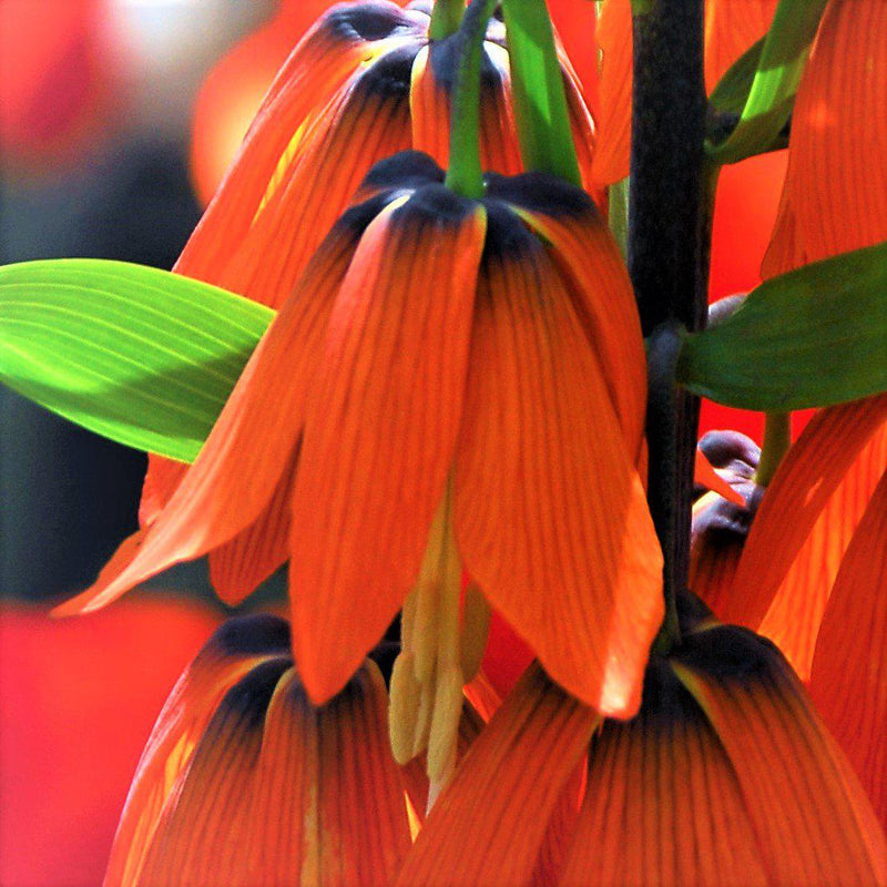 Up-Close View of a Red Crown Imperial Blossom