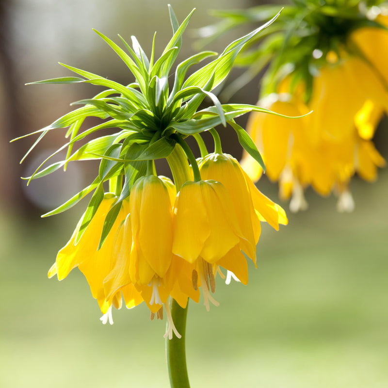 Downward-Facing Yellow Flowers on a Fritillaria Stalk