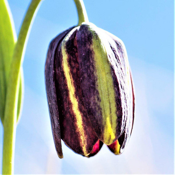 Fritillaria Bulbs for Sale Easy To Grow Bulbs