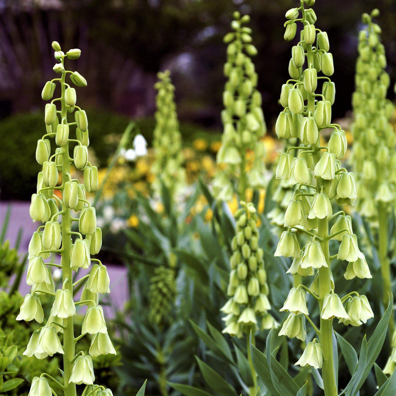 Towering Stalks of White and Green Fritillaria Flowers