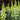 fritillaria ivory bells blooms