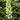 Green and White Fritillaria Persica Alba