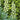 fritillaria ivory bells blooms