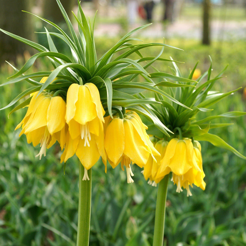 A Duo of Fritillaria Crown Imperial Yellow Stalks