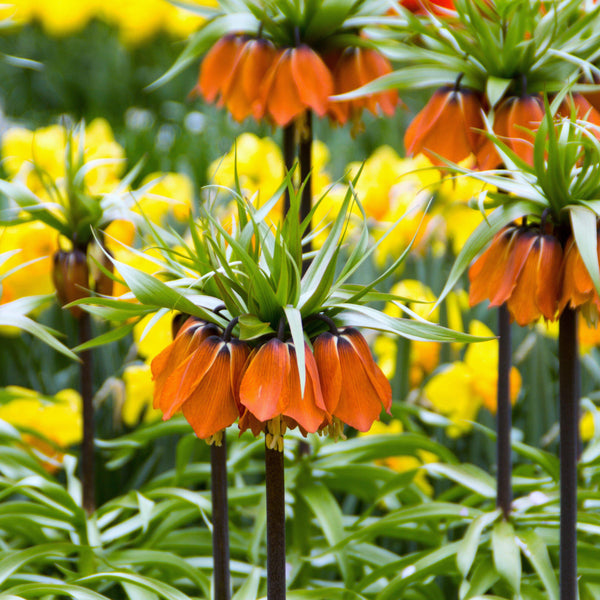 Brilliant Fritillaria Bulbs for Sale Online Crown Imperial Red Easy