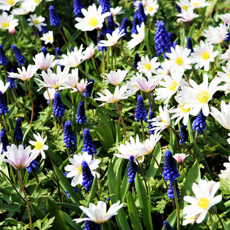 Blue Grape Hyacinth and White Windflower Mix