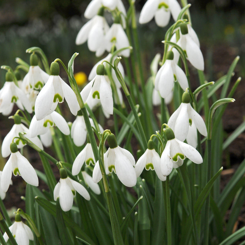 White galanthus flowers blooming in a garden