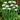 A Large Grouping of Pretty White Galanthus Flowers