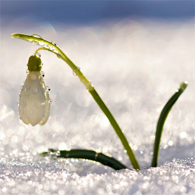White Galanthus Bud Emerging from Snow