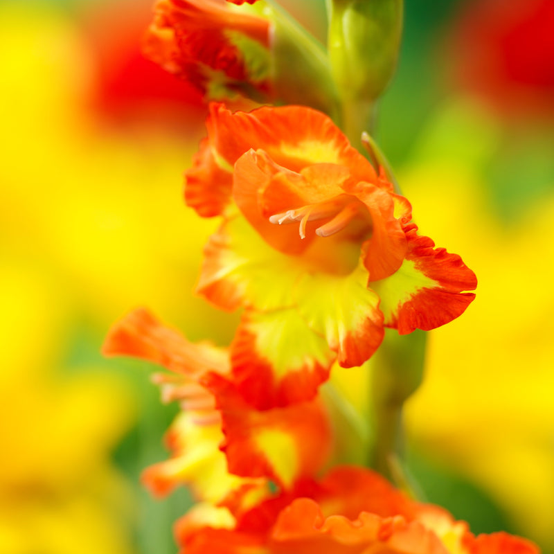 Dwarf yellow and orange gladiolus