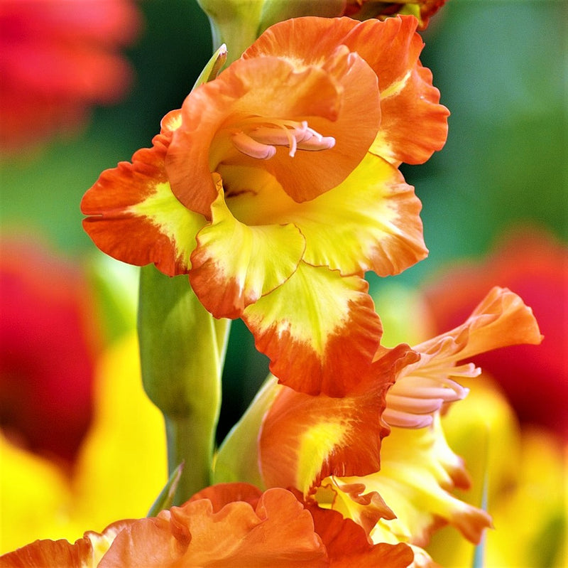Orange and yellow gladiolus Las Vegas