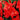 Red Hardy Gladiolus Flower