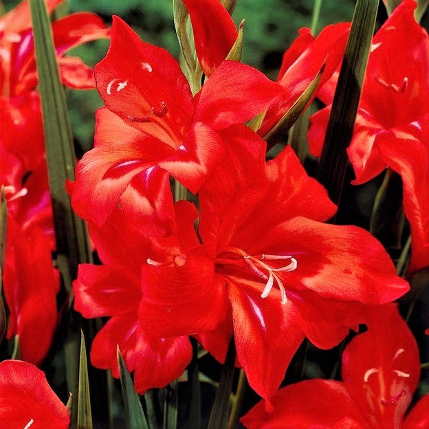 Red Hardy Gladiolus Flower