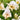 Cream colored hardy Gladiolus