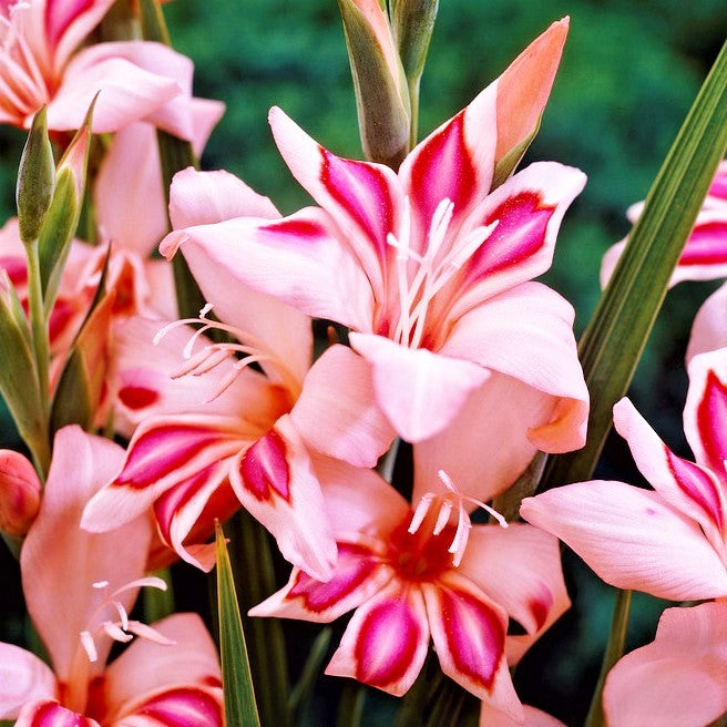 Pink Gladiolus Flower
