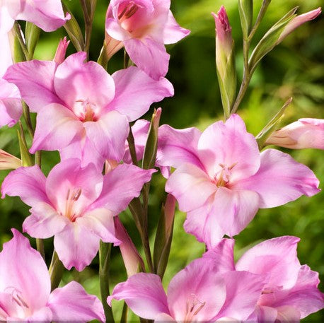 Pink Gladiolus Flowers