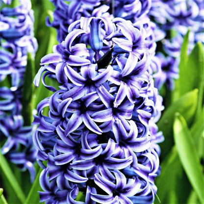 Hyacinth blue jacket