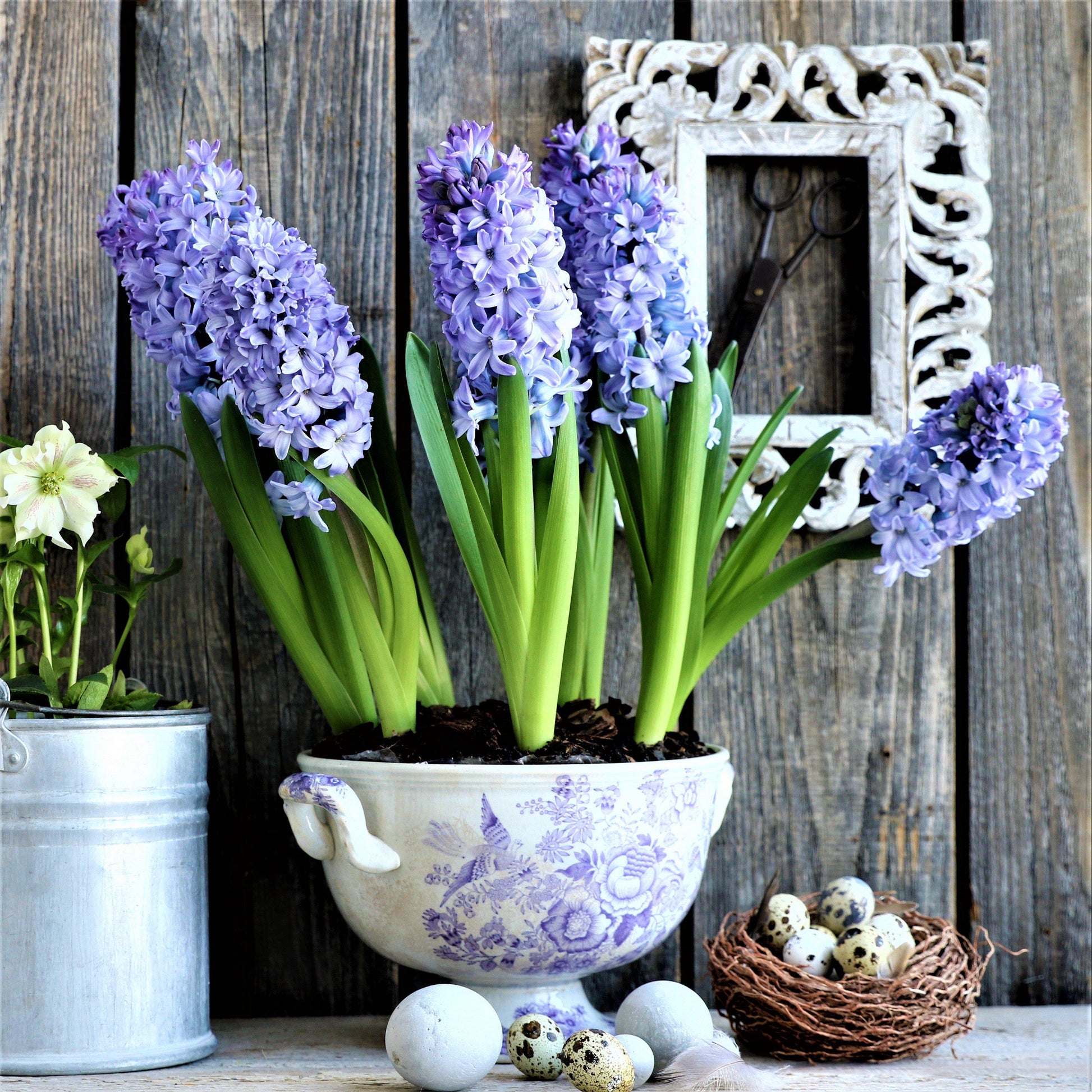 indoor hyacinth plant Easy to Grow Bulbs Hyacinth