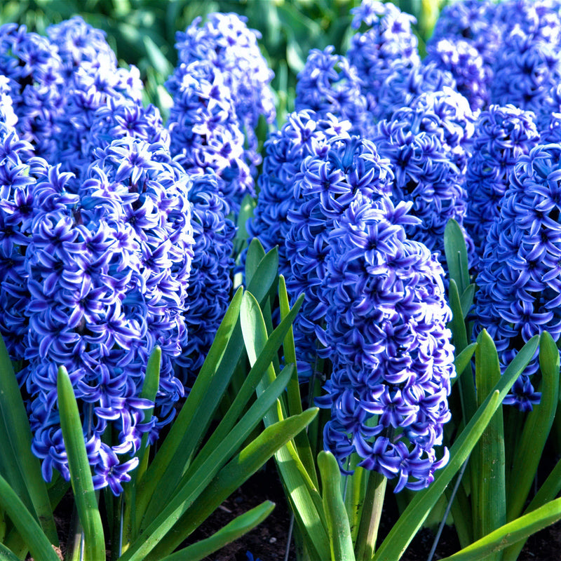 Blue hyacinth flowers