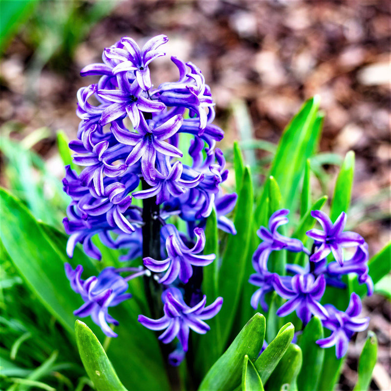 Blue and white hyacinth flowers