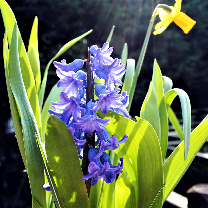 Blue Hyacinth Bulbs for Sale