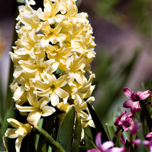 Yellow Hyacinth Flowers