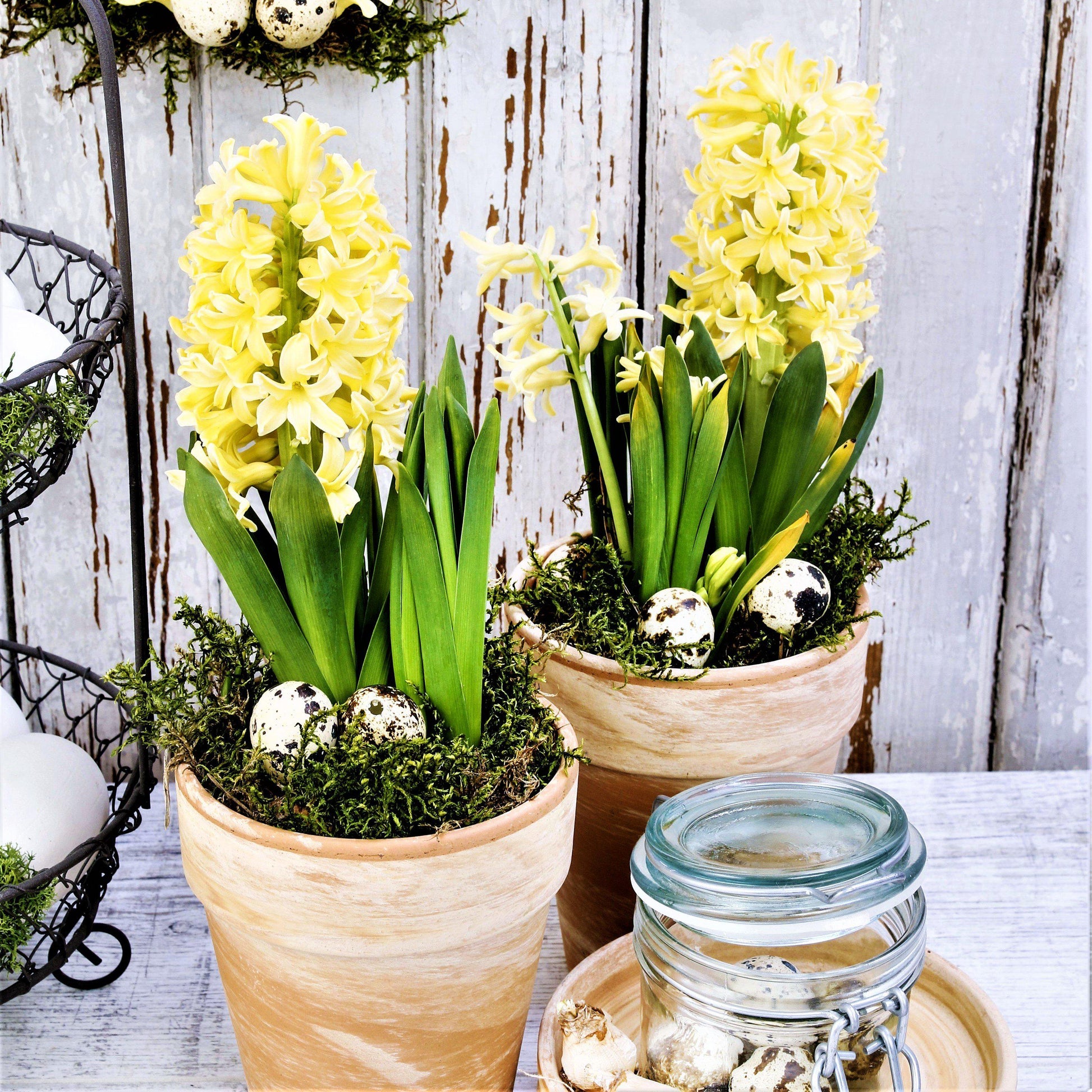 potted hyacinth plant Hyacinth