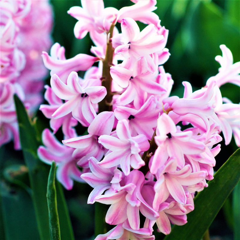 Pink and White Hyacinth Flowers