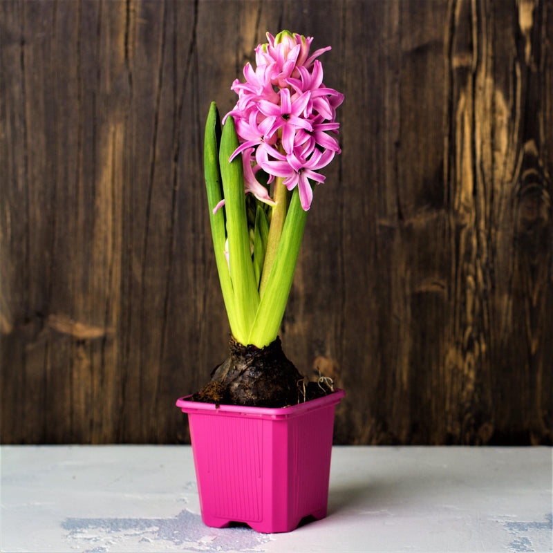 Pink Hyacinth Fondant in Container