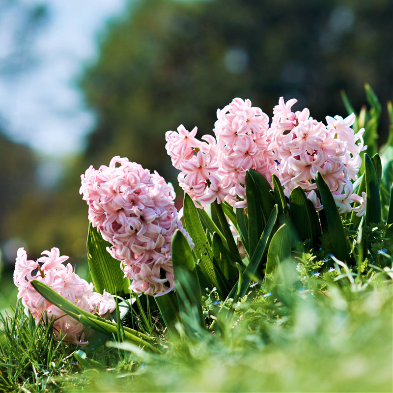 Pink Hyacinth Fondant
