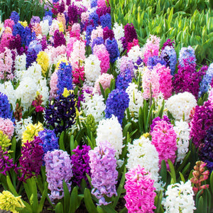 Colorful Hyacinth Bulb Mix Flowers