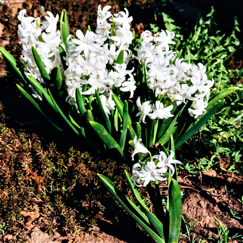 White Hyacinth Blooms