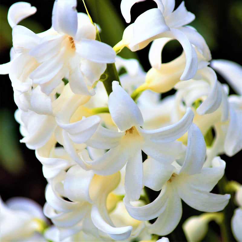 Closeup of White Hyacinth Flowers