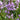 Spanish Bluebells (Hyacinthoides) Pink