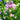 Spanish Bluebells - Hyacinthoides Pink