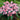 A Pretty Pink Cluster of Charlotte Bishop Starflowers