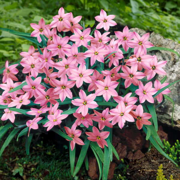 Starflowers (Ipheion) Bulbs for Sale Easy To Grow Bulbs
