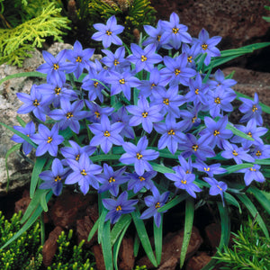 Dark Blue Starflower Jesse Cluster of Blooms