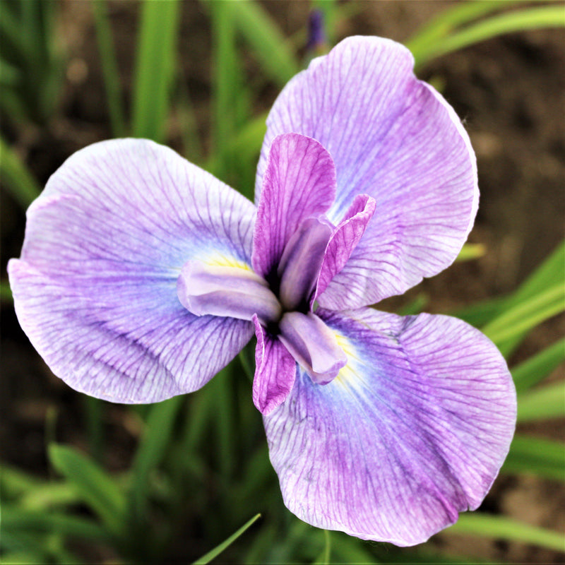 Close Up Purple Japanese Iris Zen Garden Mix