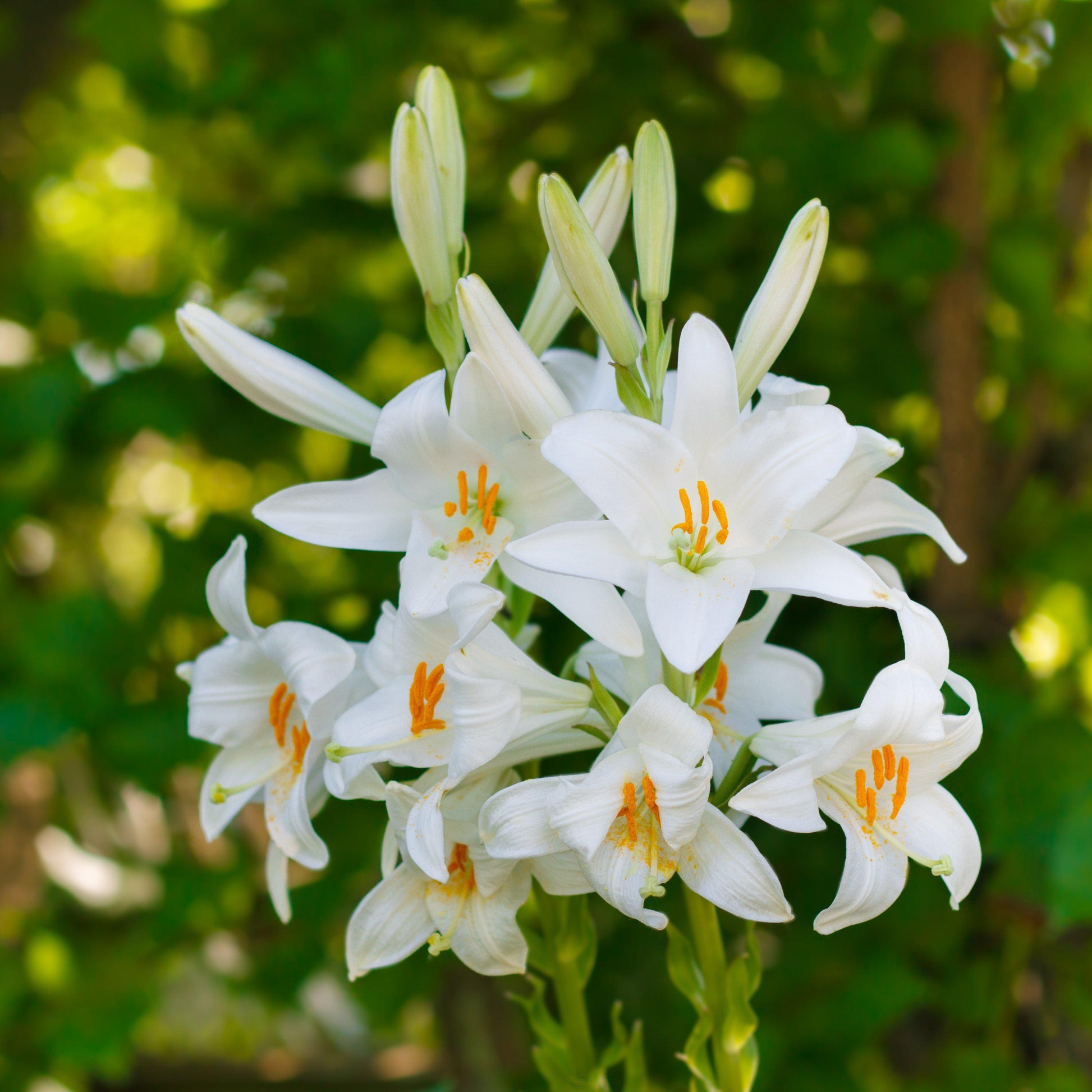 white lily flower bulbs Snowy White Lilium Candidum Bulbs For Sale