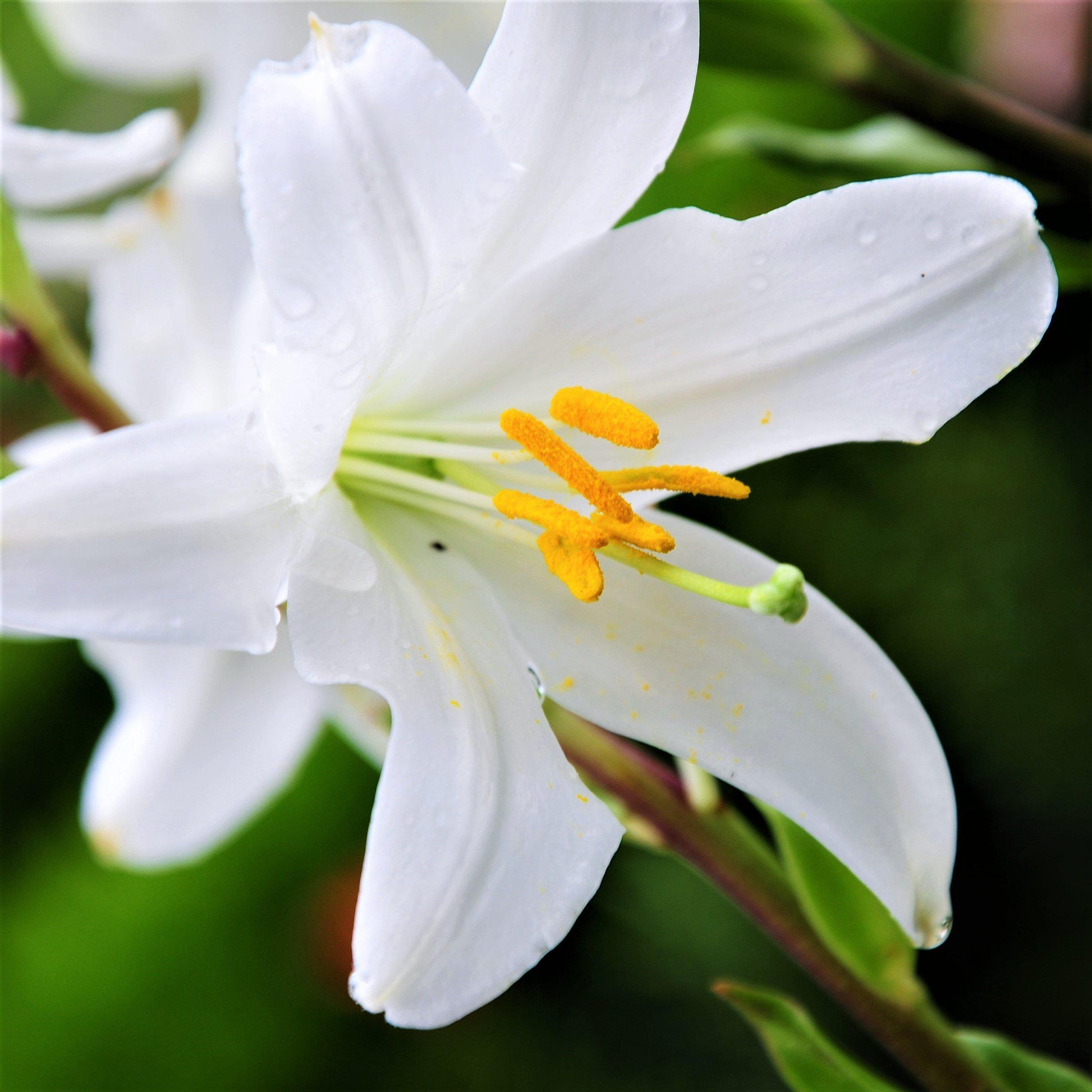 white lily bulbs for sale Snowy White Lilium Candidum Bulbs For Sale
