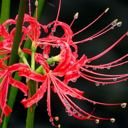 Closeup of Red Lycoris Flower