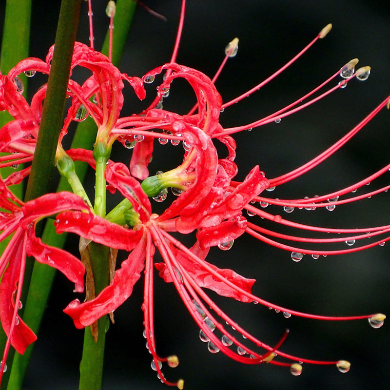 Closeup of Red Lycoris Flower