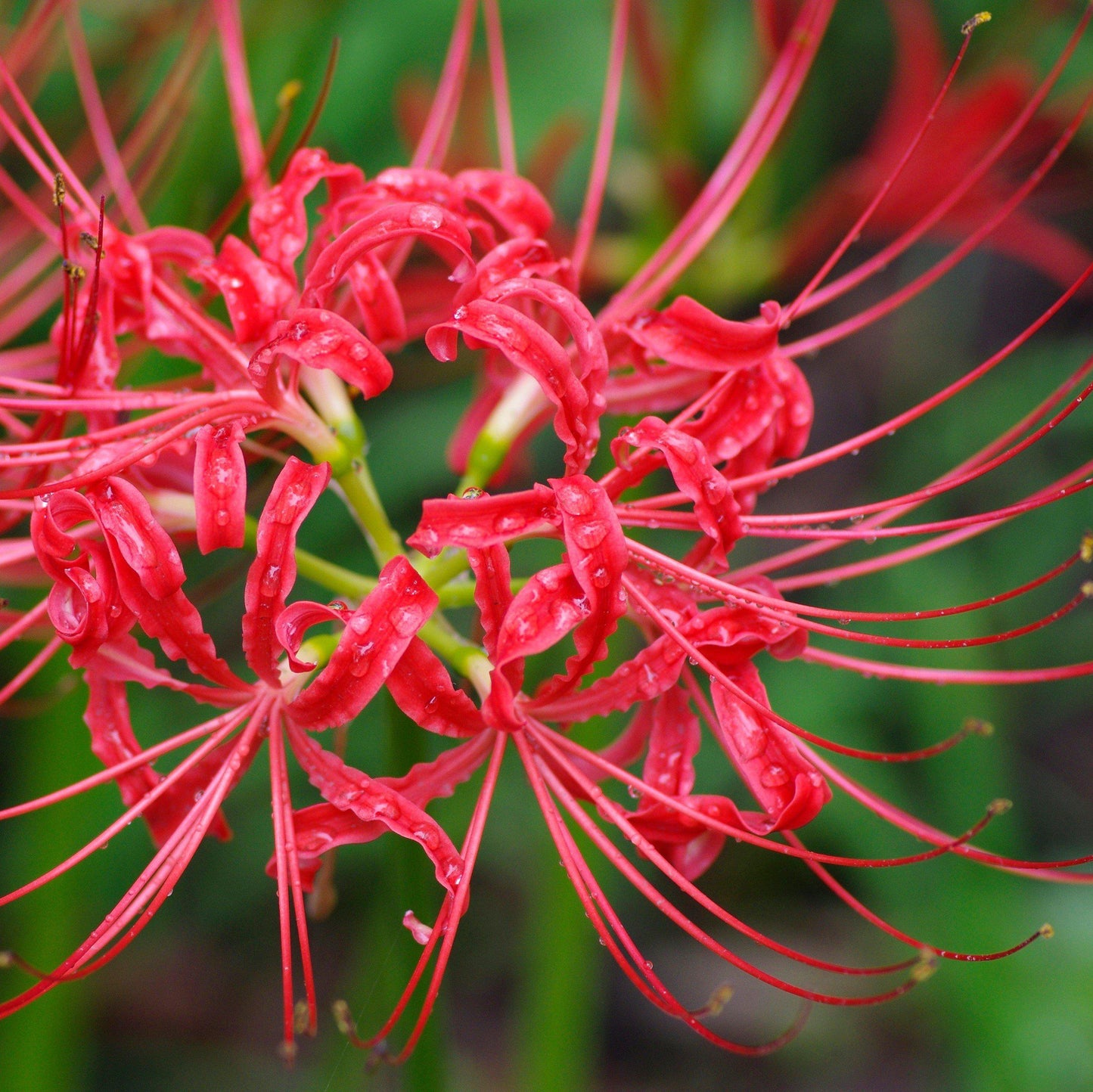 red spider lily price Red Spider Lily Bulbs For Sale | Lycoris Red