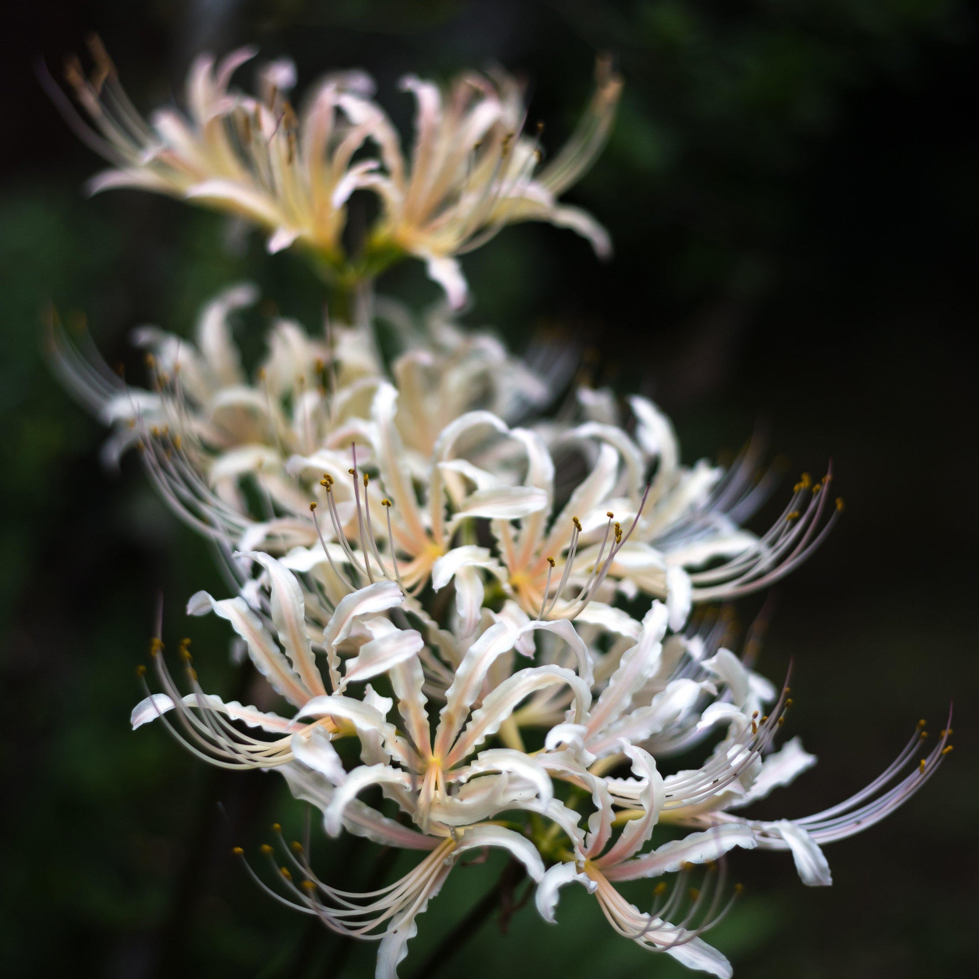 white spider lily demon slayer Lycoris